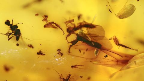 Einschlüsse im Bernstein