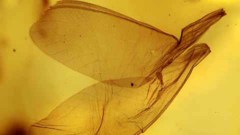 Termiten-Flügel als Einschlüsse im schweren Bernstein