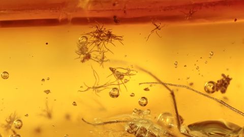 Sternhaare als Einschlüsse im Bernstein