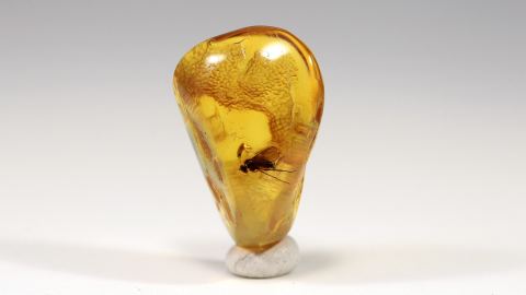 Fliege im Baltischen Bernstein