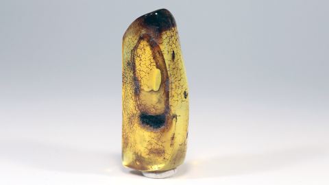 Einschlüsse im Baltischen Bernstein