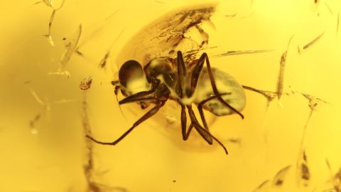 Fliegen als Inkluse im Baltischen Bernstein