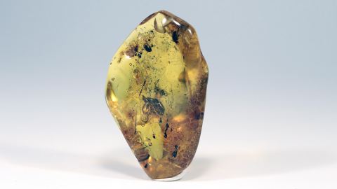 Langbeinfliege im Bernstein