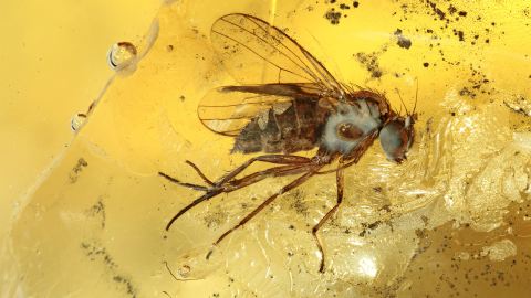 Langbeinfliege als Bernstein Inkluse