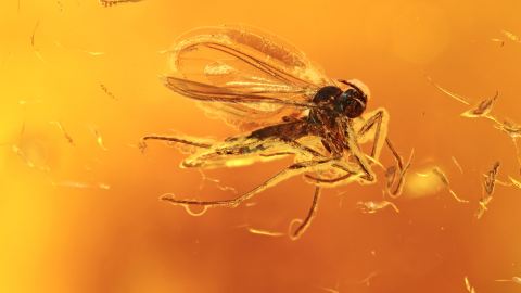 Mücke als Bernstein Inkluse