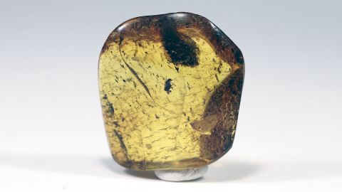 Langbeinfliege im Bernstein