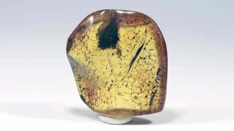 Fliege als Einschluss im Bernstein