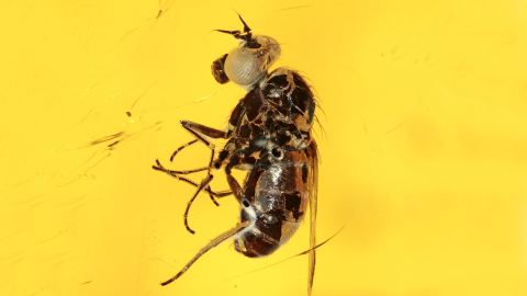 Langbeinfliege als Einschluss im Baltischen Bernstein