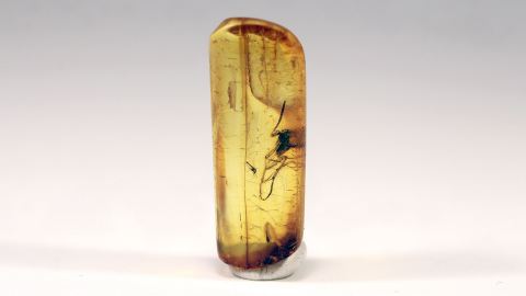 große Mücke als Einschluss im Baltischen Bernstein