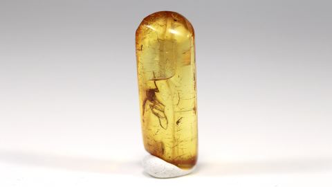 Mücke in einem Bernstein