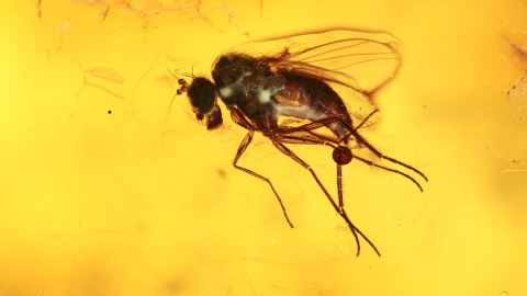 Fliegen als Inklusen im Baltischen Bernstein