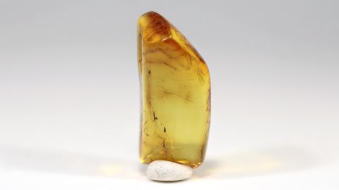 Mücke im Baltischen Bernstein