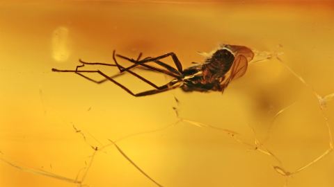 Mücke als Einschluss im Baltischen Bernstein