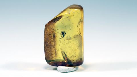 Pilzmücke als Einschluss im Baltischen Bernstein