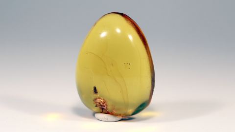 Langbeinfliege als Einschluss