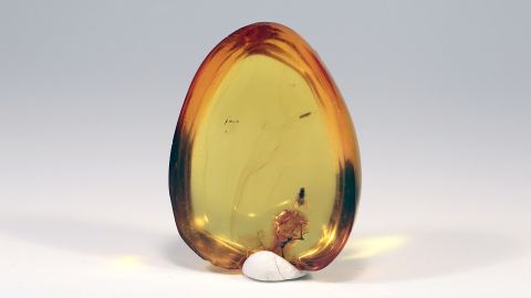 Einschluss im Baltischen