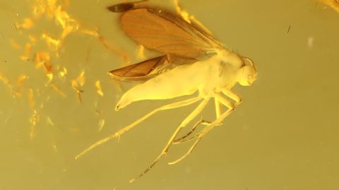 Mücke einseitig sehr schön verlumt im Bernstein