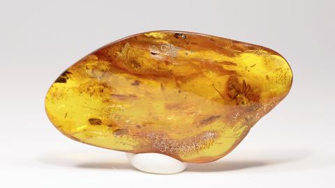 große Ameise im Baltischen Bernstein