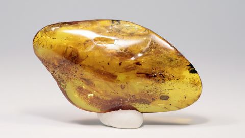 große Ameise als Einschluss im Bernstein