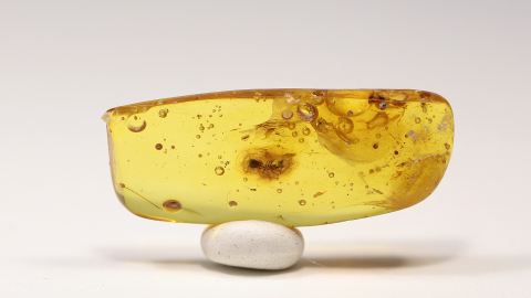 Ameise als Einschluss im Schmuck-Bernstein perfekt platziert 