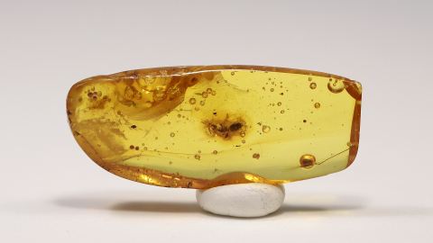 Ameise als Bernstein Inkluse im Schmuckbernstein perfekt platziert