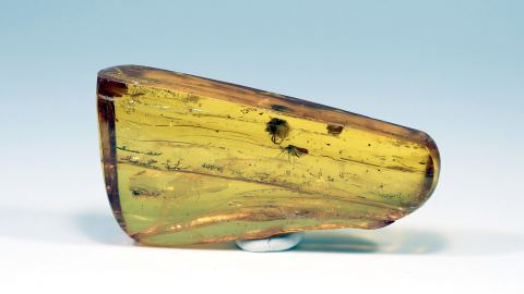 Spinne und Mücken im Bernstein