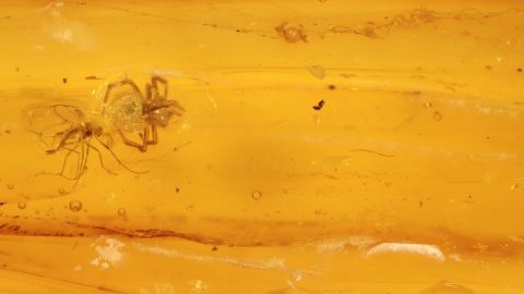 Spinnfäden als Einschlüsse im Bernstein