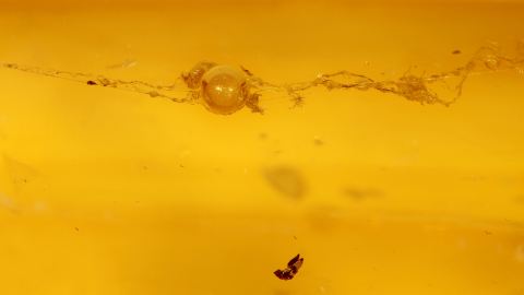 Webspinne mit Spinnenseide als Inkluse im Bernstein