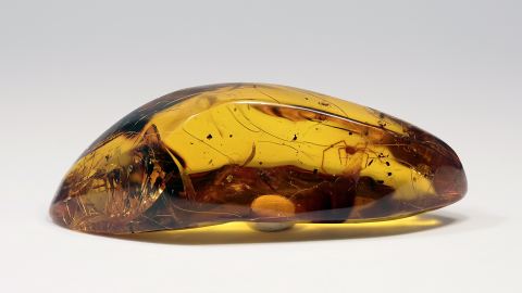 Weberknecht als Einschluss im Bernstein    