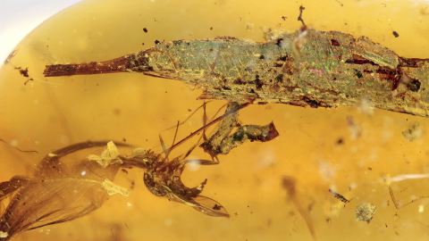 Blatt mit Stiel im Burma Bernstein