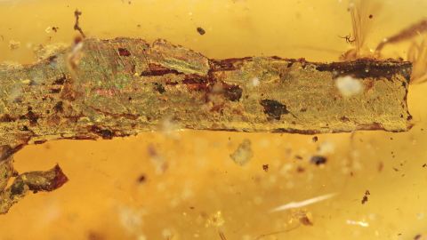 Langer Ast im Burma Bernstein