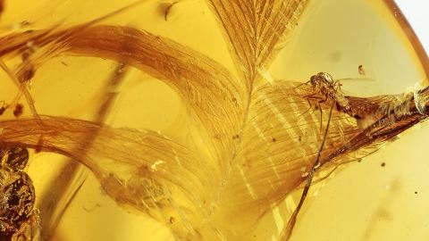 DINO-Federn im Burma Bernstein