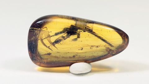 Dino Vogelfedern im Burma Bernstein