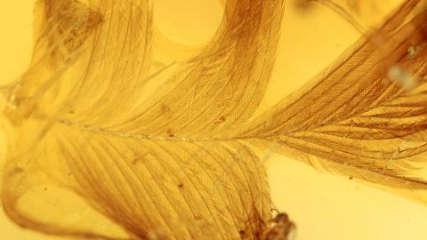 Dino-Vogel Federn als Bernstein Einschlüsse