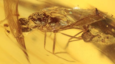 Große Fliege an Dino-Vogelfedern im Burma Bernstein