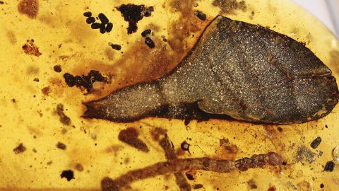 DINO-Feder  und Blatt