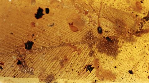 Eine 2,5 cm große DINO-Vogel-Feder als Rarität im Burma Bernstein