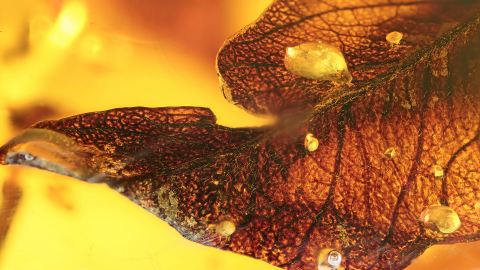 Blatt im Dominikanischen Bernstein