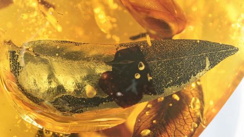 Einschlüsse in einem großen Dominikanischen Bernstein       