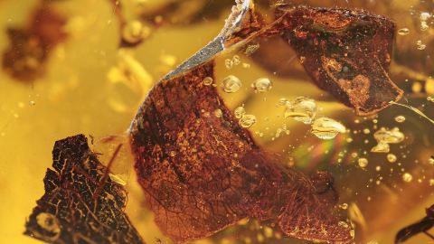 Einschlüsse im Dominikanischen Bernstein