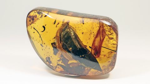 spektakuläre Einschlüsse im Dominikanischen Bernstein