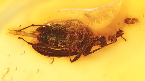 Unterseite eines Käfers mit Genital. Am Kopf Beute einer Wanze.              