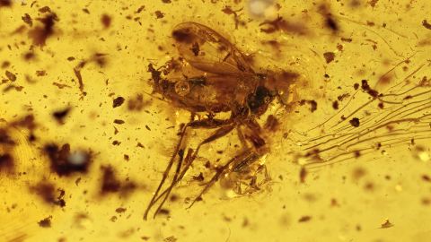 Langbeinfliege mit Käfer am Bein als Bernstein Inkluse      