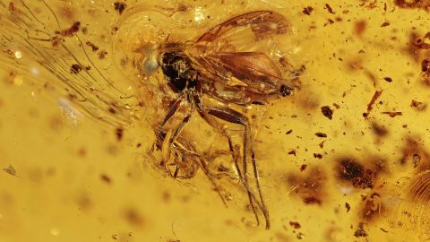 Langbeinfliege Dolichopodidae als Bernstein Inkluse    