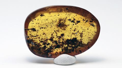 Langbeinfliege und Käfer als Einschlüsse im Bernstein