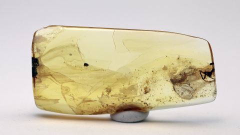 Netzflügler im Baltischen Bernstein