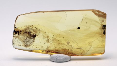 Lacewing Netzflügler in einem Bernstein