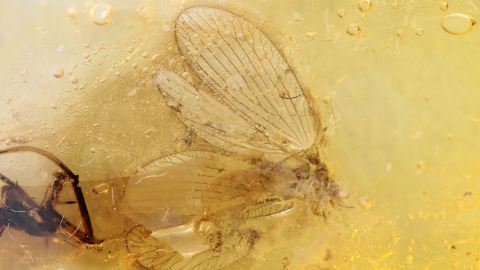 Netzflügler (Sisyridae) als Einschluss im Bernstein