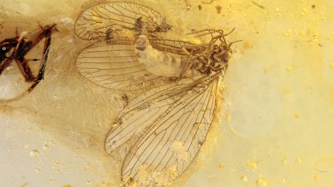 Netzflügler (Lacewing)  Sisyridae als Inkluse im Baltischen Bernstein