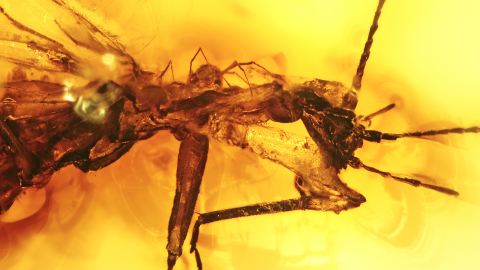 Phoresie, eine Milbe angeheftet an einer Steinfliege      